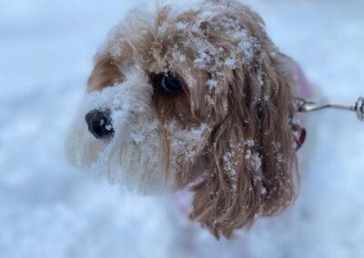 Snow Dog