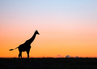 Sunrise Giraffe